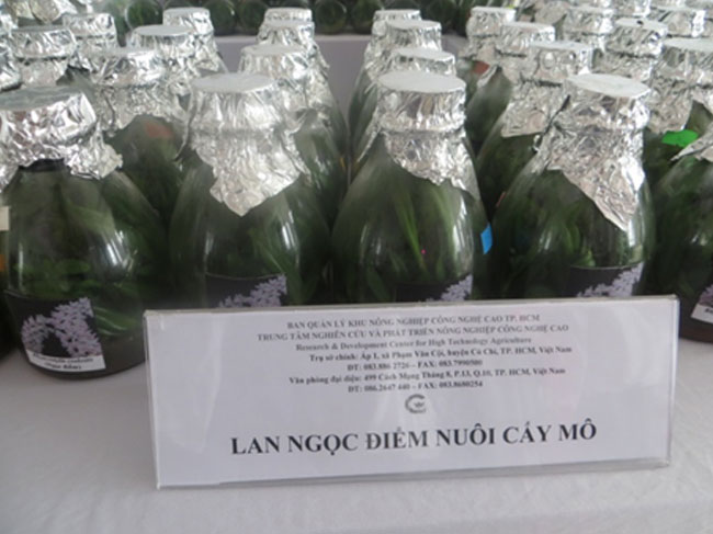 Sản xuất và cung ứng cây giống hoa lan nuôi cấy mô tại Tp.HCM