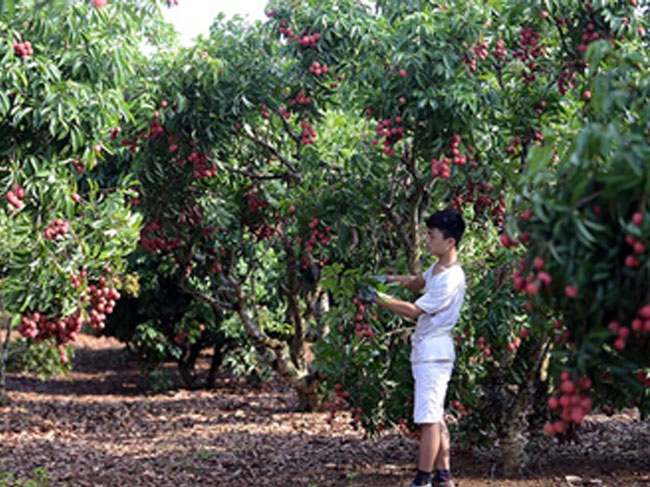 Bên trong dây chuyền xuất khẩu vải thiều đi Mỹ, Úc