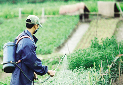 Thông tin, danh sách các mô hình sản xuất hoa cây kiểng, rau an toàn - Chi cục trồng trọt bảo vệ thực vật