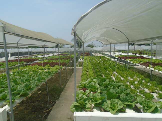 Giới thiệu VietGAP trồng trọt và thủ tục đăng ký chứng nhận VietGAP