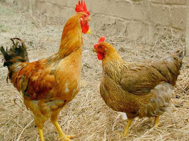 90% trại gà ở Việt Nam có 500 con trở xuống, 70% trại ở Thái Lan có 5.000 con trở lên