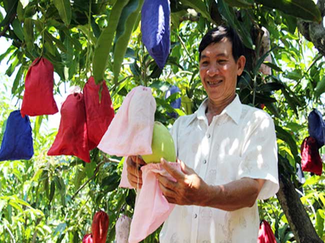 Ông nông dân “may áo” cho xoài tứ quý