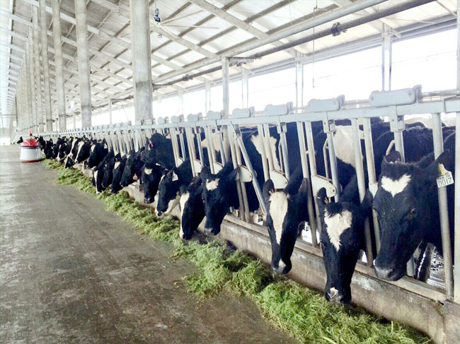 Vinamilk  sản xuất sữa A2 đầu tiên tại Việt Nam