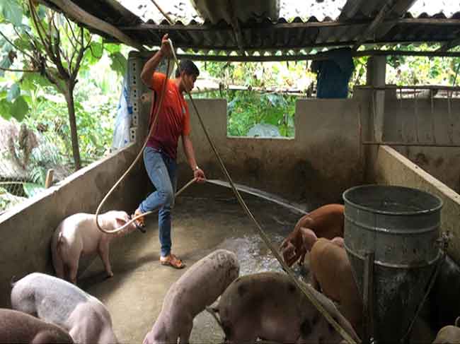 Dịch tả lợn châu Phi đã đến ngay sát nách Việt Nam