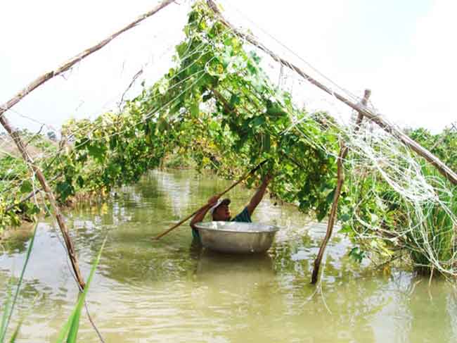 Hậu bão số 9 ruộng rau nước ngập tới cổ, TP.HCM lo 