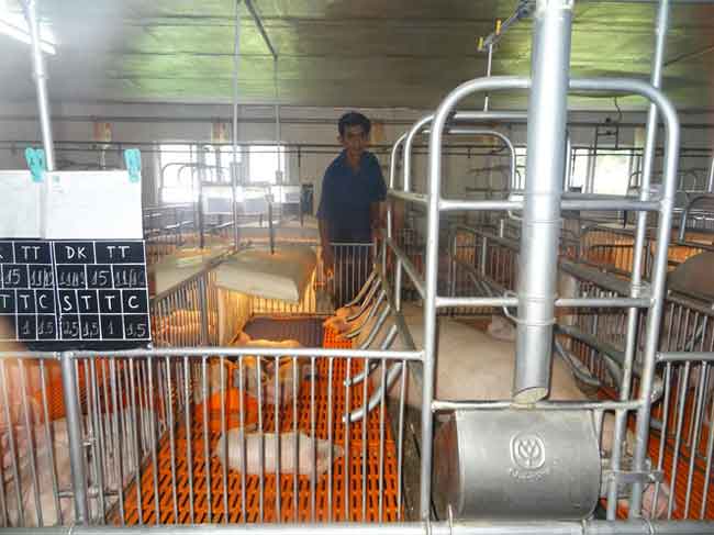 An toàn dịch bệnh để đảm bảo nguồn cung thịt lợn cho tết