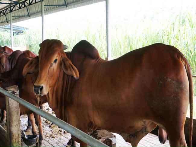 Đẩy mạnh phát triển đàn bò thịt BBB