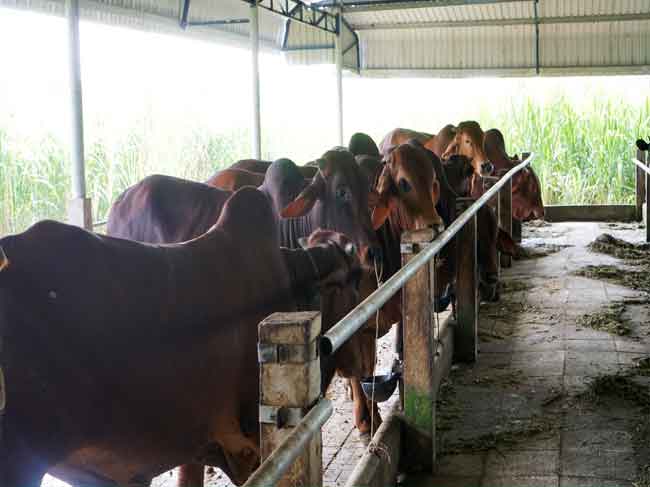 Hiệu quả bước đầu từ chương trình phát triển giống bò thịt tại TP. HCM