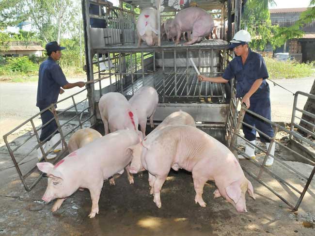 Ngành nông nghiệp thành phố phòng, chống bệnh dịch tả heo châu Phi