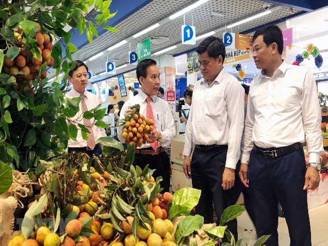 Vải thiều Lục Ngạn chính thức đưa vào hệ thống phân phối thị trường miền Nam