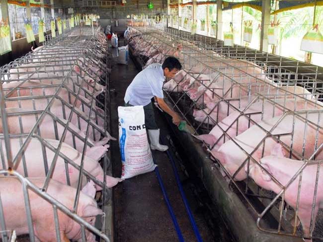 Triển khai các biện pháp phòng chống bệnh dịch tả heo châu Phi trên địa bàn Tp.HCM