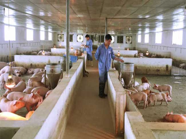 Tp.HCM hỗ trợ người chăn nuôi có heo bị dịch tả châu Phi