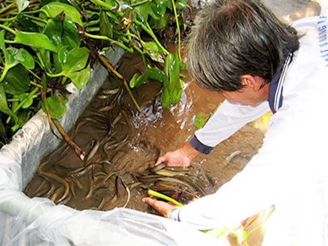 Kỹ thuật chăm sóc lươn bệnh