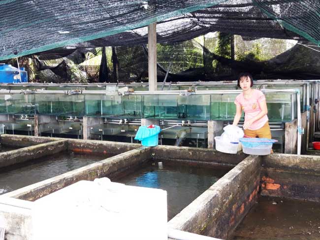 Mô hình nuôi lươn không bùn trong bể xi măng tại huyện Củ Chi
