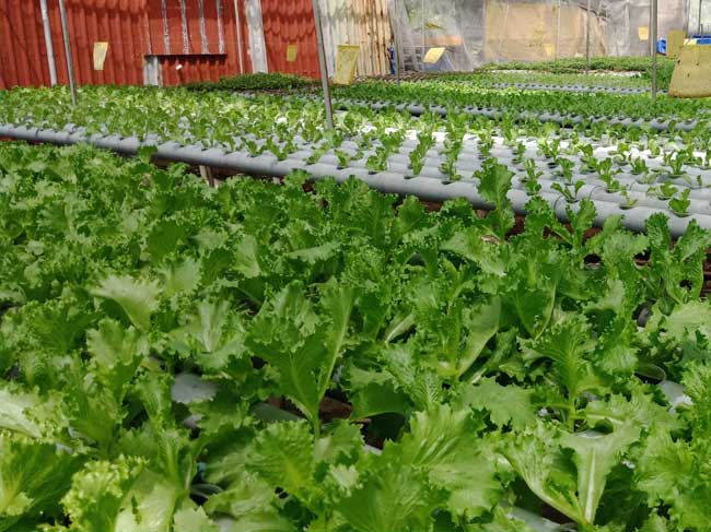 Nhóm sản phẩm chủ lực của ngành nông nghiệp thành phố trong 06 tháng đầu năm 2019