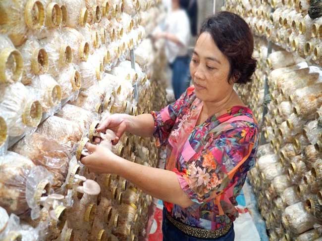 Nấm sạch Thảo Nguyên Xanh - cung không đủ cầu