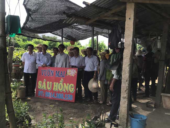 Kết quả khảo sát, học tập mô hình sản xuất mai đạt hiệu quả tại tỉnh Bình Định