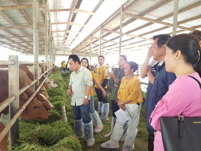 Kết quả tổ chức tham quan khảo sát học tập kinh nghiệm mô hình chăn nuôi bò thịt tại các tỉnh Miền Tây (An Giang, Trà Vinh, Bến Tre)