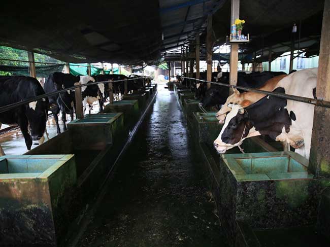 Xã Tân Thạnh Đông, huyện Củ Chi – Một trong những xã có đàn Bò sữa lớn nhất tại TP.HCM