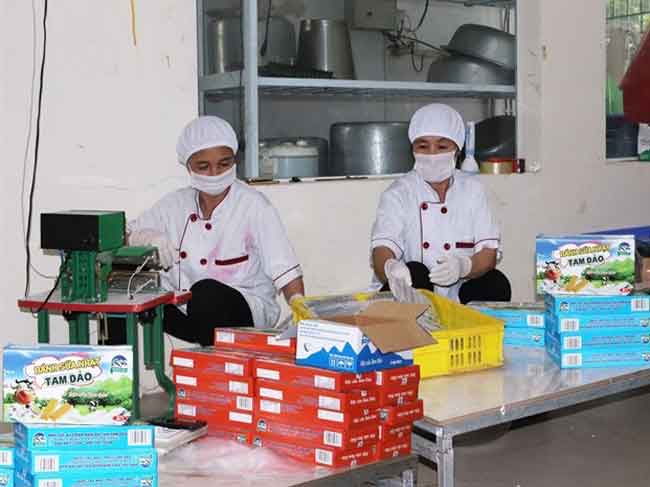 Chuỗi bò sữa an toàn đầu tiên ở Vĩnh Phúc