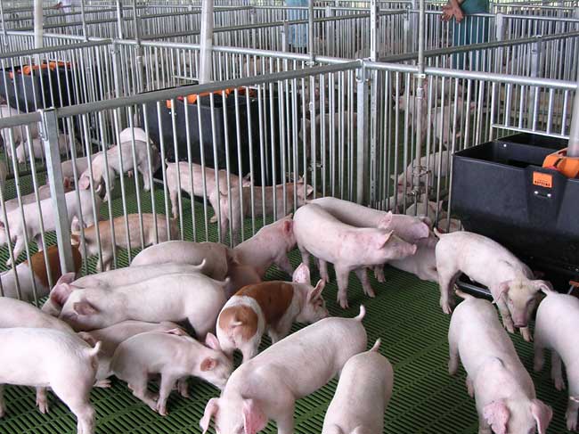UBND TPHCM ban hành Quyết định 545/QĐ-UBND ngày 17/2/2020 phê duyệt Đề án “Tái cơ cấu ngành chăn nuôi heo trên địa bàn TPHCM giai đoạn 2020 - 2025”.