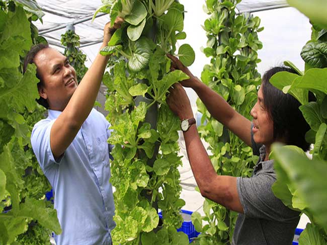 Mô hình trồng Rau khí canh trụ đứng