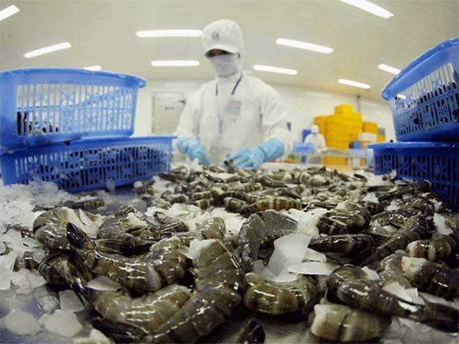 Xuất khẩu tôm Việt Nam dự kiến tiếp tục tăng trong tháng 5/2020