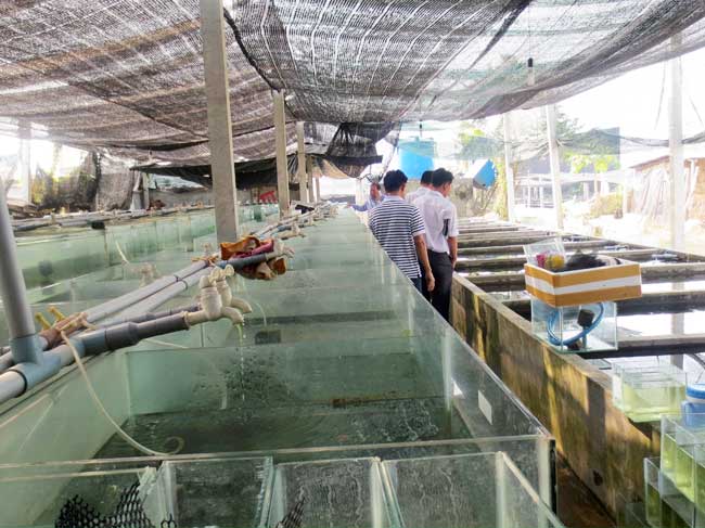 Chương trình phát triển cá cảnh Thành phố 6 tháng đầu năm 2020
