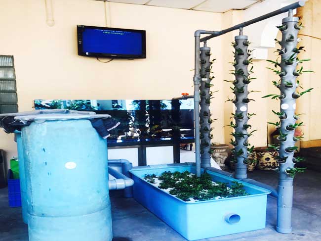 Mô hình trồng rau hữu cơ theo phương pháp aquaponic