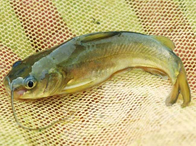 Làm giàu nhờ nuôi cá chốt