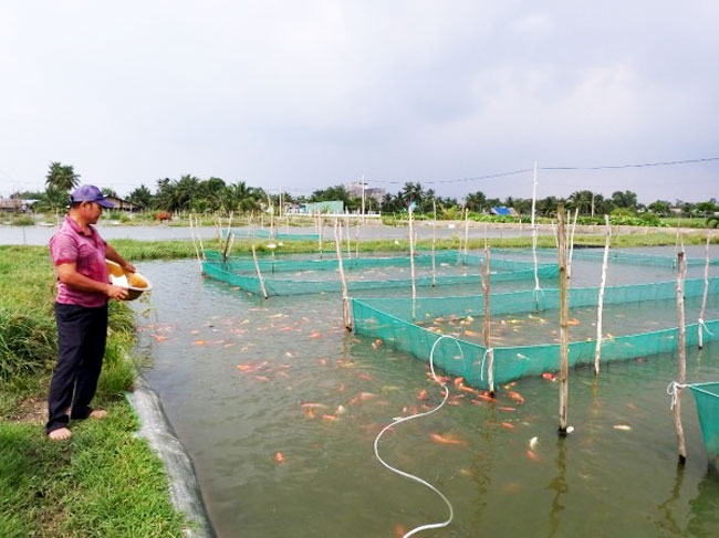 Người mở lối cho nghề cá cảnh ở Bình Lợi phát triển