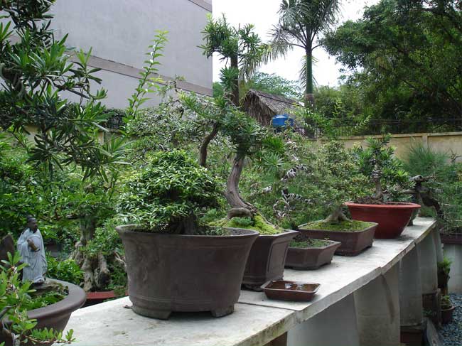 Hiệu quả từ mô hình trồng hoa cây kiểng tại TP.HCM – Bonsai