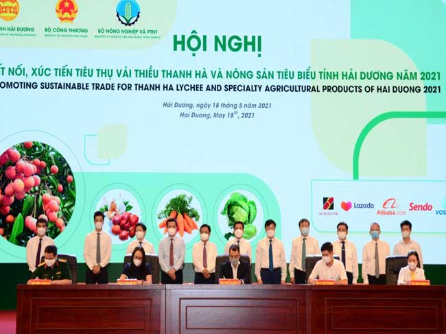 Kết nối, xúc tiến tiêu thụ vải thiều Thanh Hà và nông sản Hải Dương lên sàn thương mại điện tử