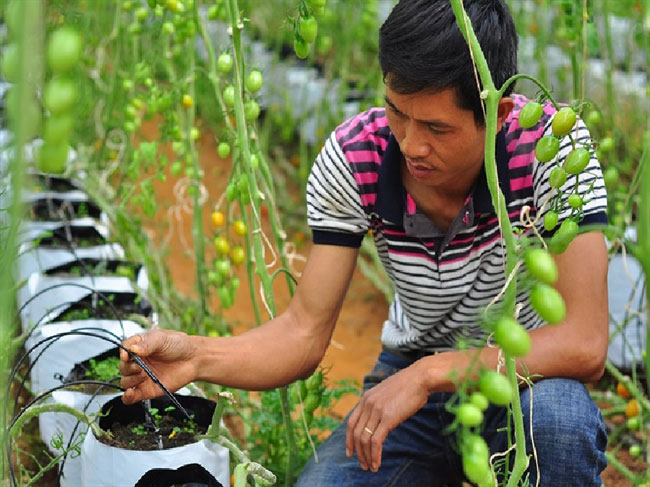 Nhận thức về tưới tiên tiến, tiết kiệm nước còn hời hợt, chủ quan