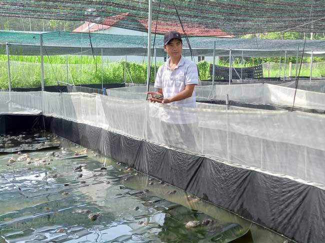Mô hình nuôi ếch của Hợp tác xã Sản xuất Thương mại Nuôi trồng thủy sản Phát Đạt